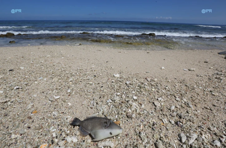 Poisson mort