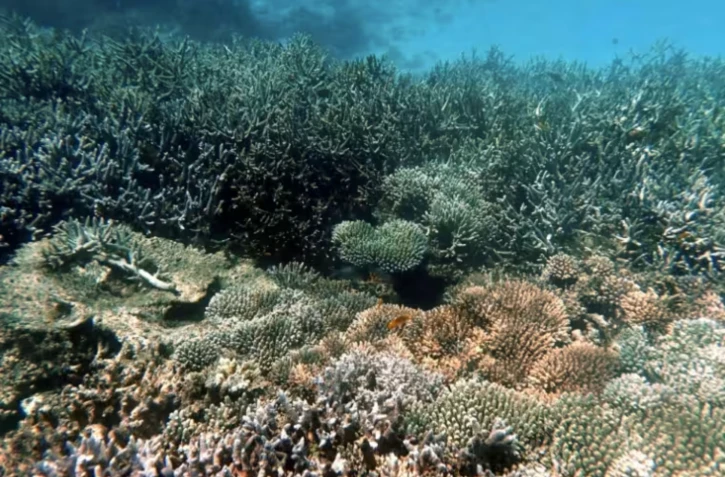 Un récif coralien dans la partie nord du lagon de Mayotte, le 24 février 2026 ( AFP / Marine GACHET )
