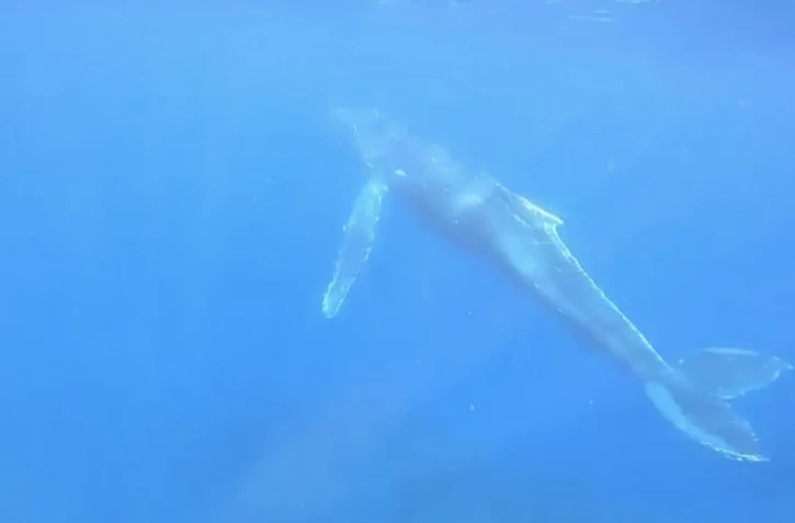 première baleine 2023
