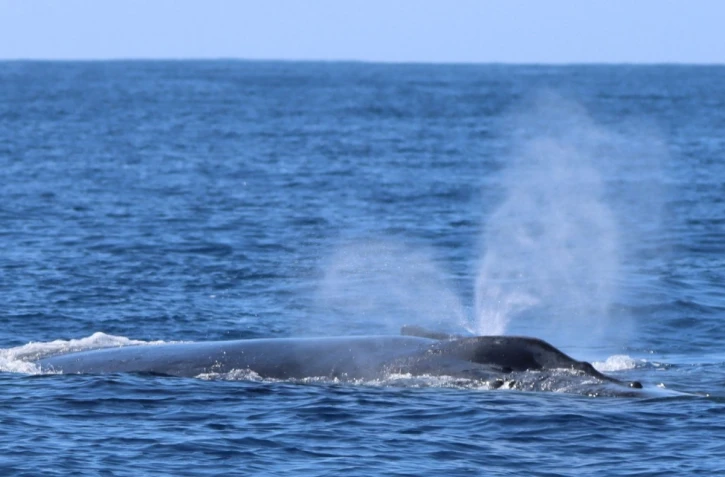 Baleines