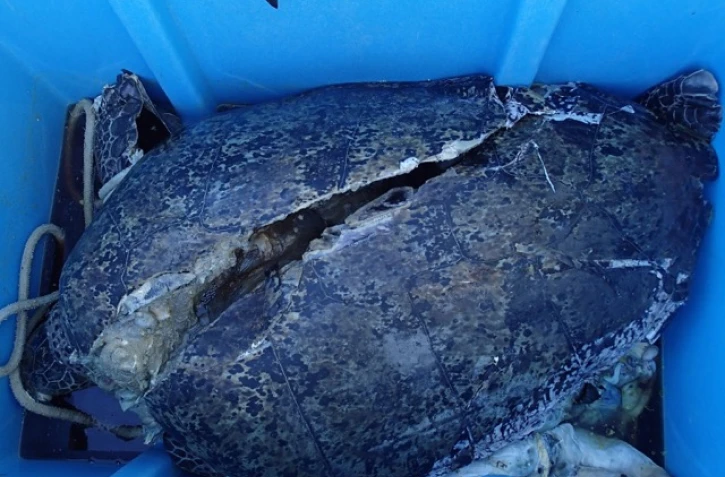 Une tortue verte tuée par une hélice