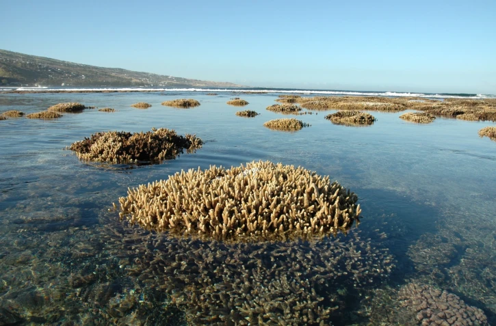Lagon de La Réunion : des coraux à nu... mais attention, interdiction de marcher dessus [?]