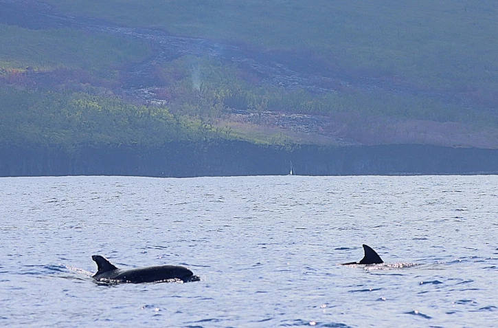 Piton de la Fournaise : une cinquantaine de dauphins observés près de la coulée de lave
