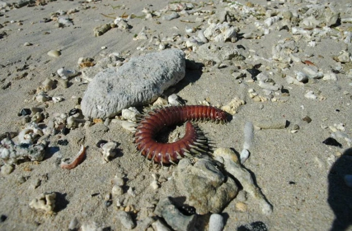 Vers de feu animaux marins urticant pique Hermitage plage 