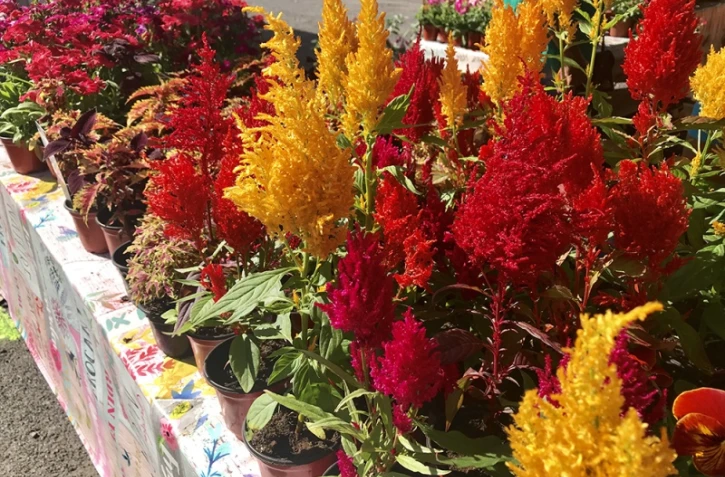 Flore et halle au Port 24ème édition