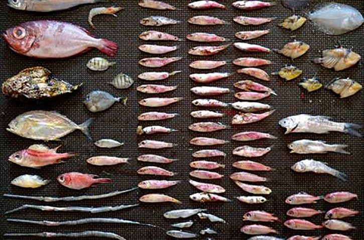 Poissons