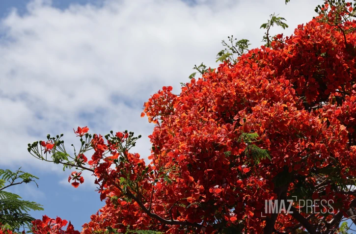 flamboyants , flamboyant