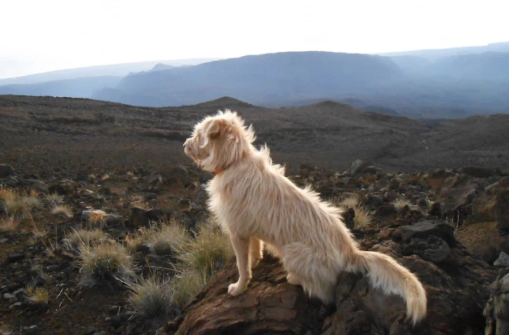 Laiko, le chien voyageur 