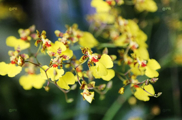 salon Flore et halle