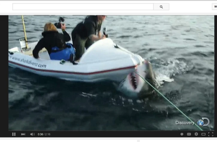 Attaque requin blanc