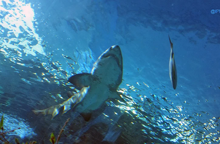 Requins