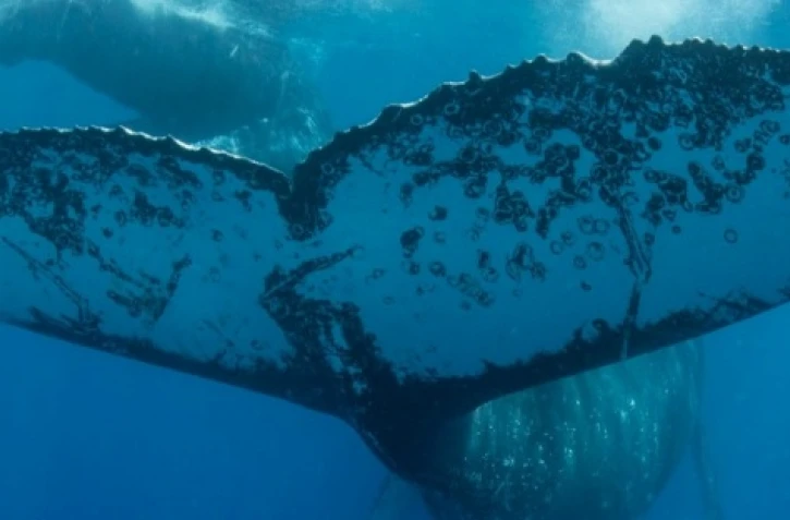 baleine au large de l'hermitage