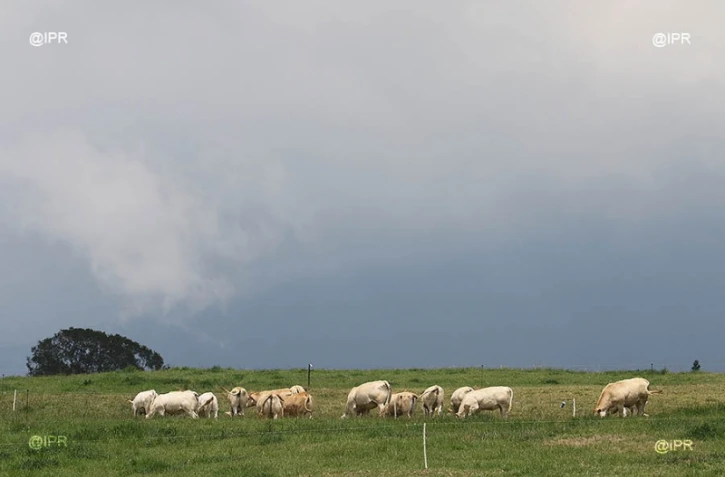 Vaches 