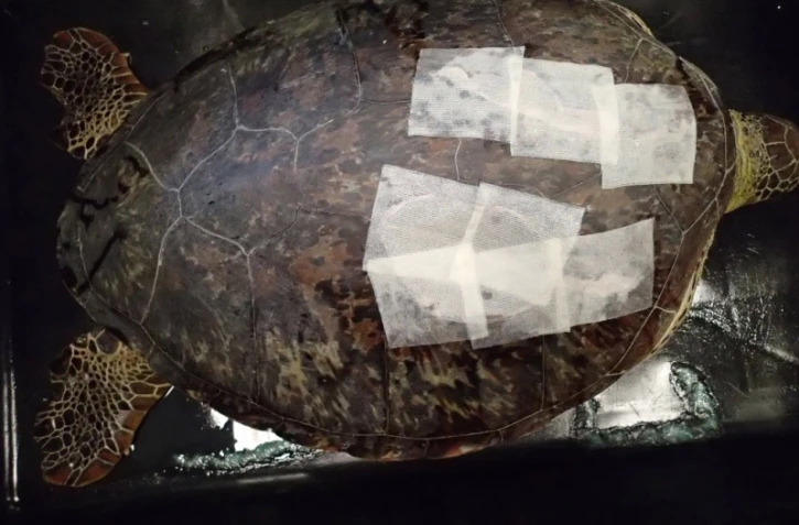 Tortue 