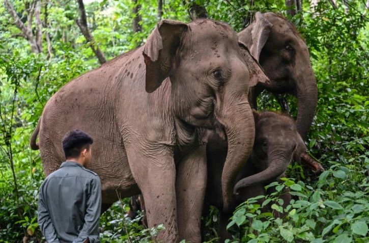 Un conservateur de l'environnement devant un groupe d'éléphants à Xishuangbanna, dans le sud-est de la Chine, le 20 juillet 2021