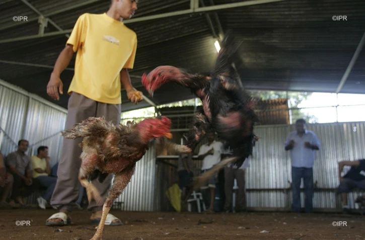 bataille coq