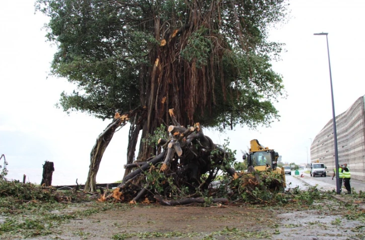 chute arbre au butor saint denis tempête iman