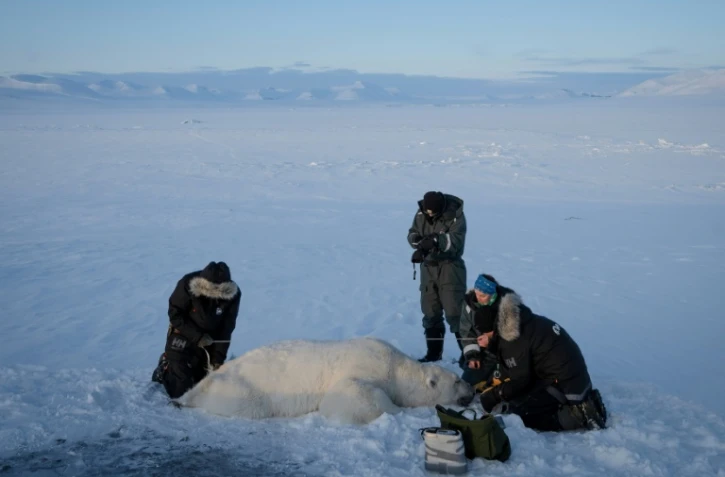 Jon Aars, de l'Institut polaire norvégien, la Française Marie-Anne Blanchet (2e d) et le vétérinaire norvégien Rolf Arne Olberg (g) mesurent un grand ours polaire mâle, dans l'archipel du Svalbard, le 6 avril 2025
