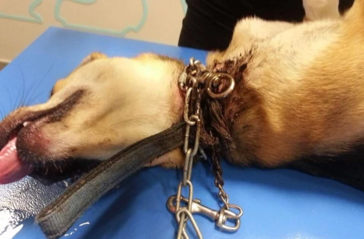 Tchoupie blessée par un collier étrangleur