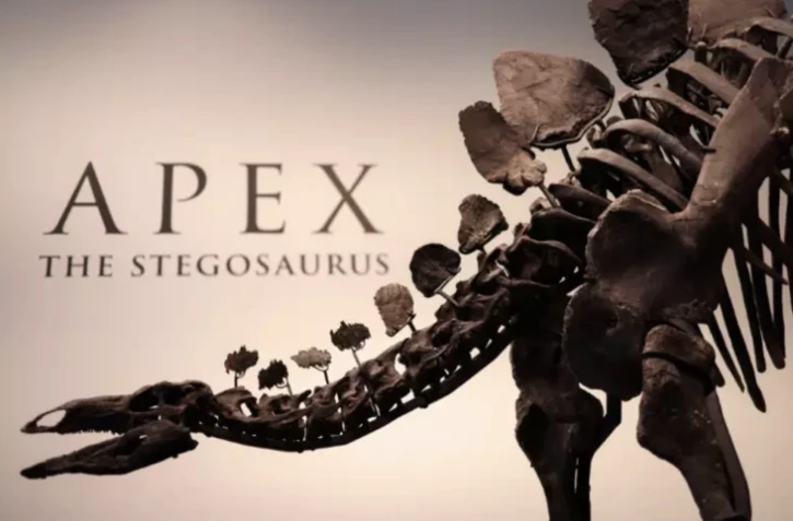 Le squelette du stégosaure, surnommé "Apex", à Sotheby's à New York, le 10 juillet 2024 ( AFP / Charly TRIBALLEAU )