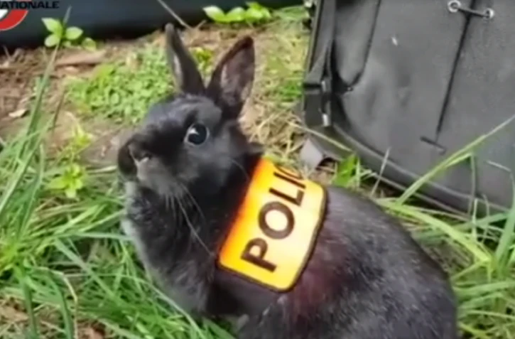 Brigade lapin de la police