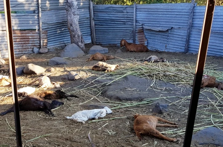 massacre de cabris par des chiens 