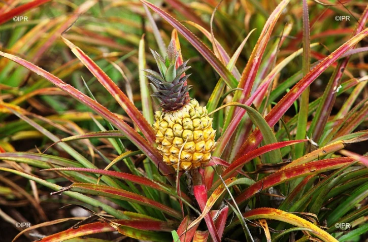Ananas