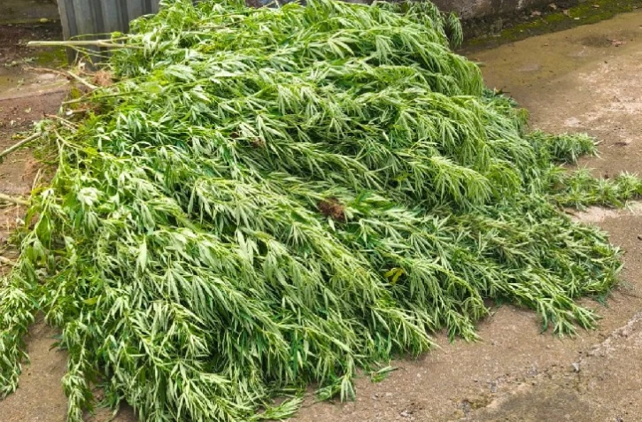 cannabis