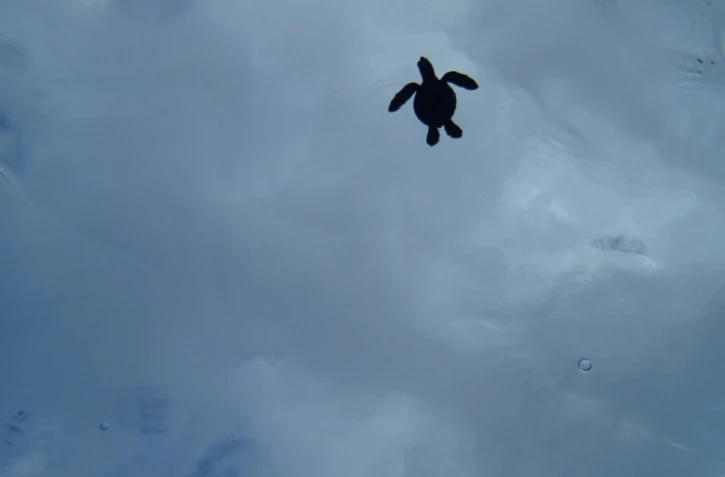 Kélonia - Fête de la science 