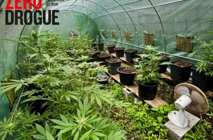 Saint-Benoît : lors d'une perquisition, les gendarmes saisissent des armes et du cannabis