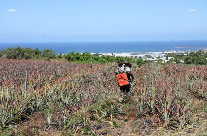 ananas 