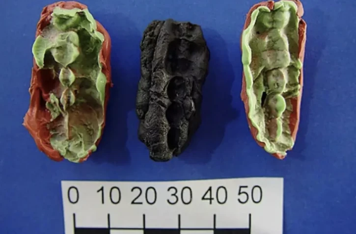 Photo non datée diffusée le 23 janvier 2024 par l'Université de Stockholm montrant deux moulages et un chewing-gum préhistorique original découverts dans le Huseby Klev, sur la côte ouest de la Suède ( Université de Stockholm / Verner Alexandersen )