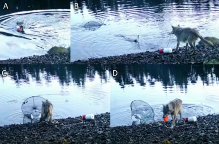 Cette illustration fournie le 20 novembre 2025 par le Hailzaqv Wolf and Biodiversity Project montre une combinaison de captures d'écran vidéo d'un loup traînant un casier à crabes verts, près de Bella Bella, sur le territoire de la Première Nation Heiltsuk, dans une zone isolée de Colombie-Britannique, au Canada ( Haíɫzaqv Wolf and Biodiversity Project / - )