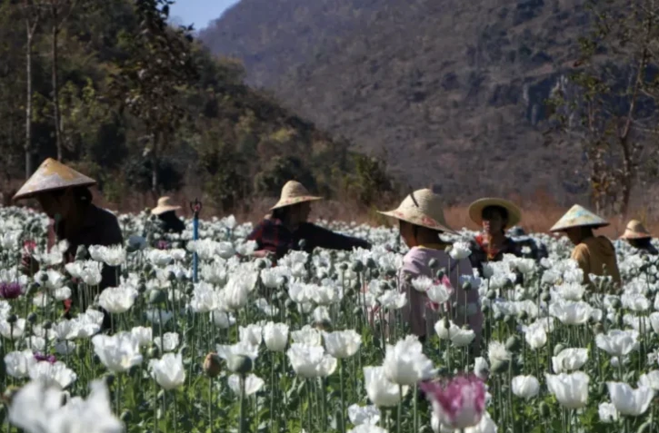Des personnes déplacées par les combats en Birmanie travaillent dans un champ illégal de pavot, le 26 février 2024 à Pekon, en Birmanie, à la frontière entre l'Etat Karen et l'Etat Shan (est) ( AFP / STR )