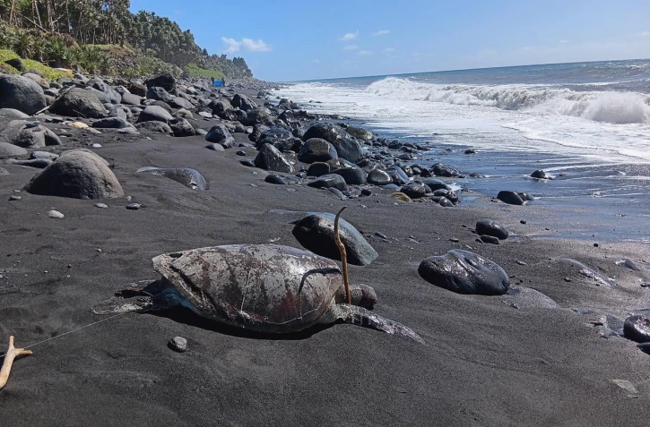 Tortue marine percutée par un bateau