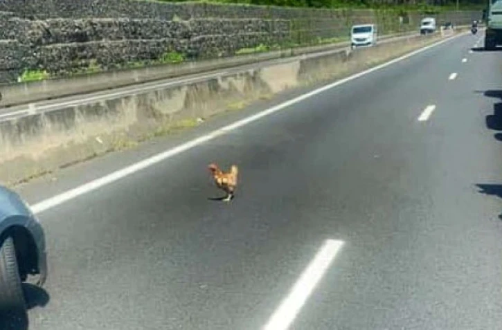 poule route du littoral