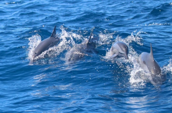 Dauphins
