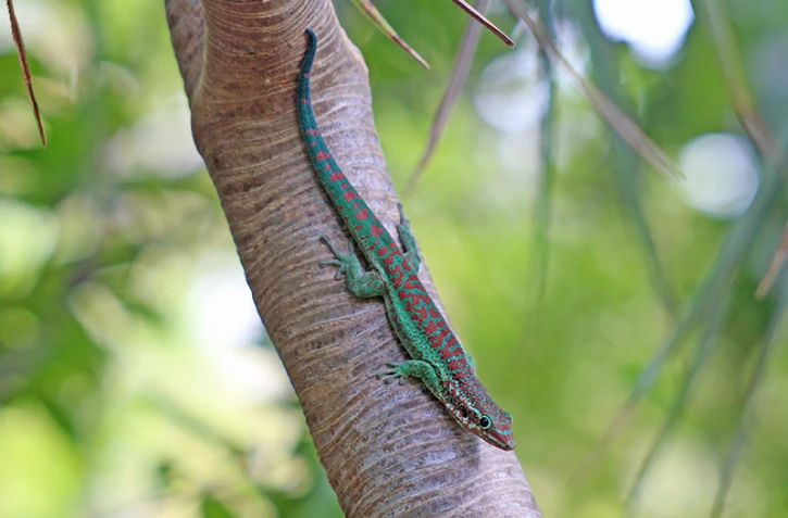 Parc National Gecko introduction