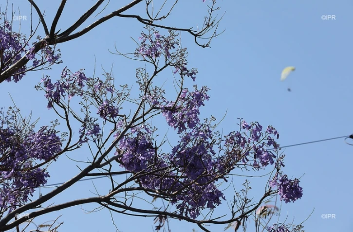 Jacaranda