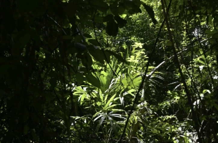 La pollution à l'ozone réduit la croissance des forêts tropicales et ainsi la capacité de ces importants puits de carbone à absorber du CO2, selon une étude ( AFP / JOHAN ORDONEZ )