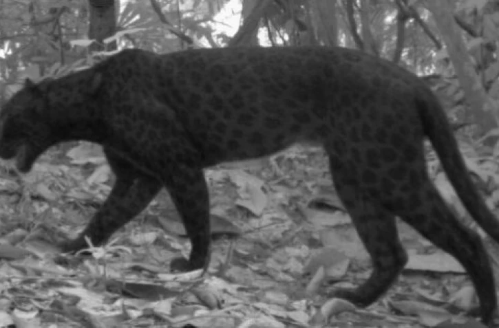 Des images rarissimes d'une panthère noire en Afrique