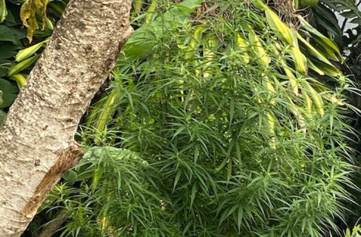 Gendarmerie : 43 pieds de zamal saisis en tout à Bras-Panon et Sainte-Rose 