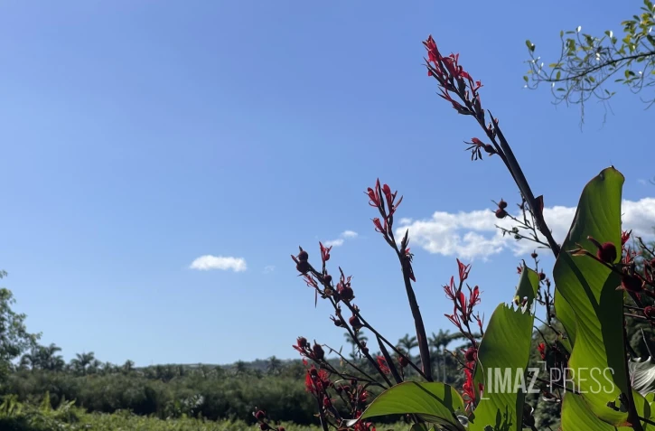 météo réunion