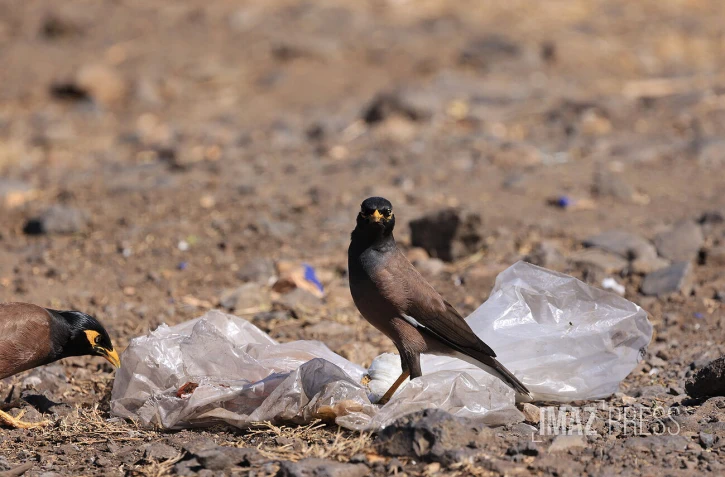 Déchets et oiseaux 