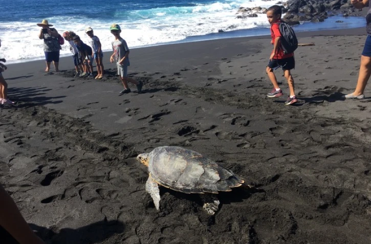 Tortue Andry repart Kelonia