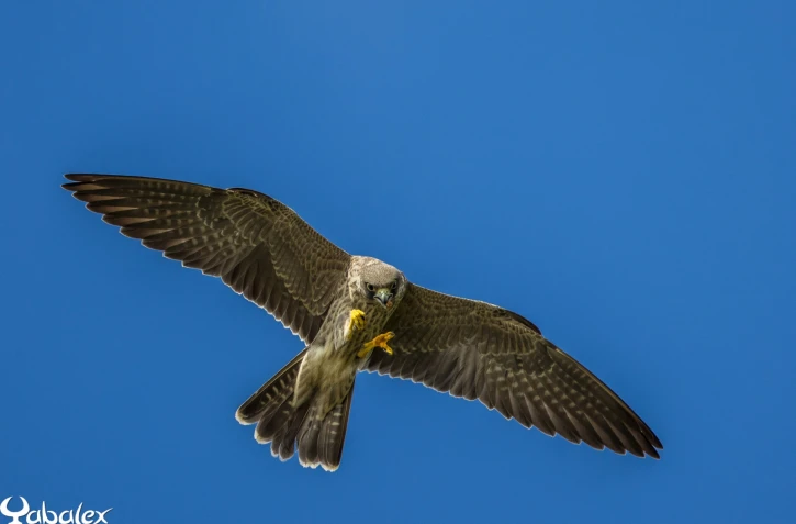 [Photo] Migration : des faucons profitent de l'été austral à La Réunion