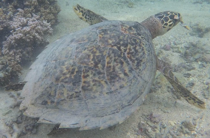 Une tortue imbriquée est recherchée par Kelonia, avec un filet et un hameçon dans la bouche