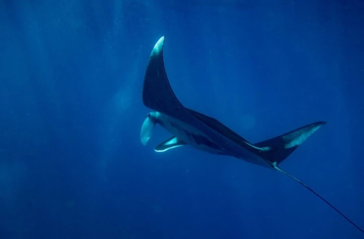 Raie Manta Boucan Canot