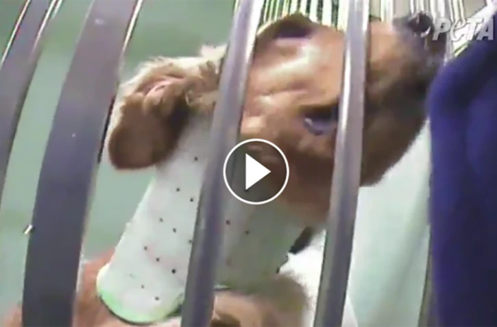 Des chiens en souffrance dans un laboratoire 