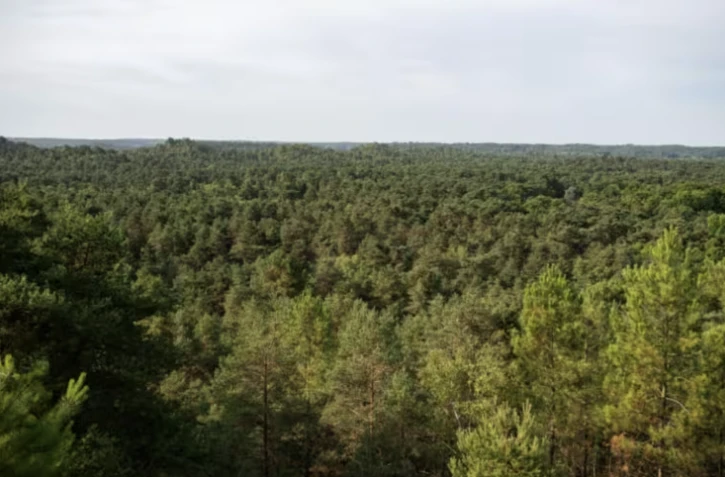 Vue aérienne de la forêt de Fontainebleau, près de Noisy-sur-École, le 6 août 2025 en Seine-et-Marne ( AFP / Martin LELIEVRE )